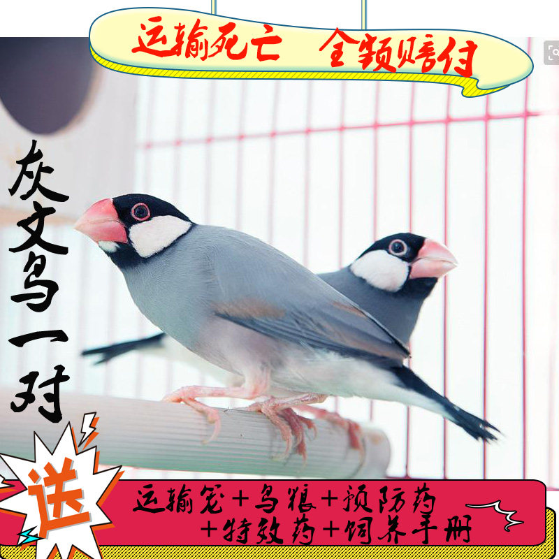 白珍珠鸟活体白文鸟灰文鸟灰珍珠送粮观赏宠物鸟活物手养珍珠一对,淘宝优惠券,粉丝福利购,淘宝优惠卷
