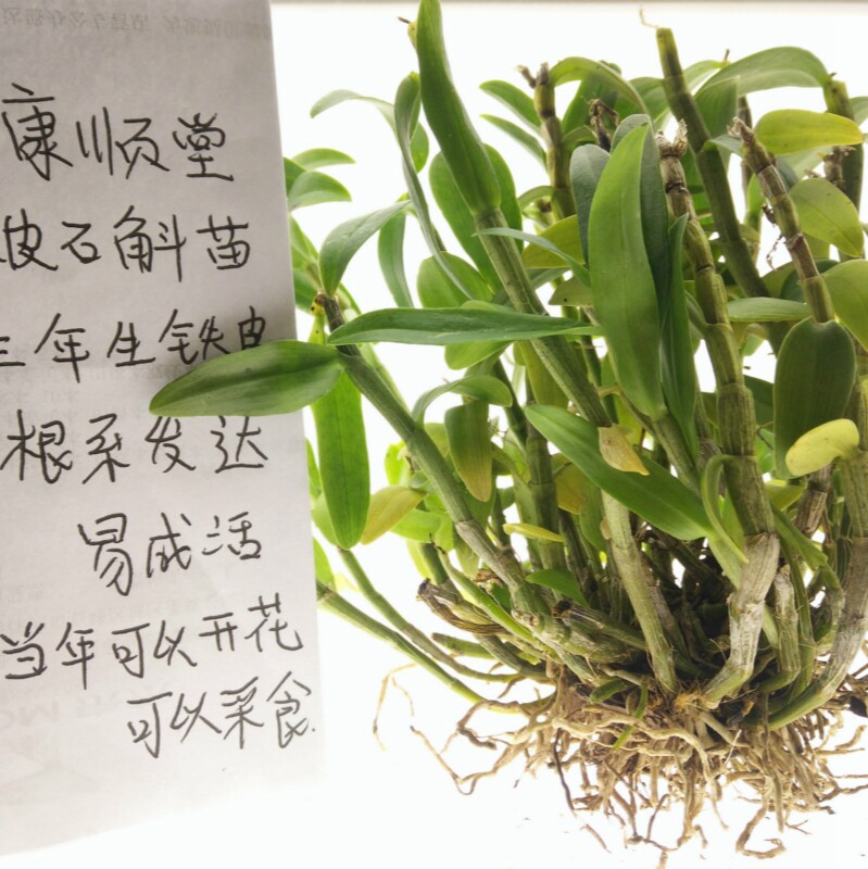 种植霍山铁皮石斛苗4丛绿植非3苗 徽真斛石斛/枫斗