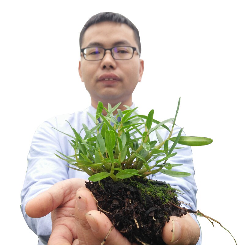  徽真斛石斛/枫斗