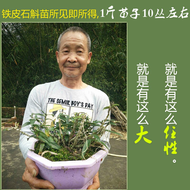 种植霍山铁皮石斛苗4丛绿植非3苗 徽真斛石斛/枫斗