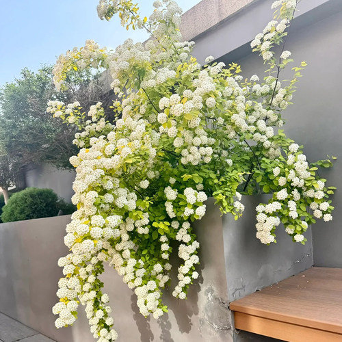 黄金喷泉绣线菊盆栽绿植庭院阳台耐热耐寒喷雪花多年生花镜植物 - 图2