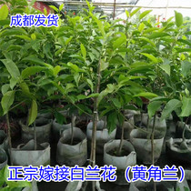 White Orchid Potted Plant Sapling in Four Seasons Flower grafting plant Huangjiao Lan Miao white jade Orchid old pile with flower bud flowering