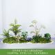 Simulated green plant landscaping moss fake plant decoration fake flower indoor tropical combination Persian window landscape grass arrangement