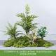 Simulated green plant landscaping moss fake plant decoration fake flower indoor tropical combination Persian window landscape grass arrangement