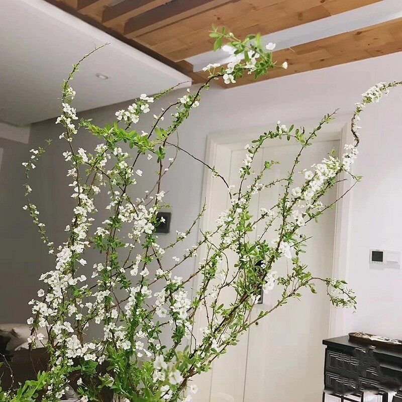 雪柳鲜枝干支枝盆栽喷雪花水培植物花卉室内插水开花树苗绿植龙柳_虎窝淘