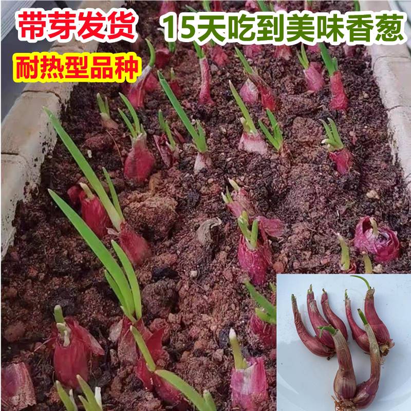 种植专用四川小香葱红葱头种子带芽盆栽火葱四季葱苗榨葱油干葱头 - 图3