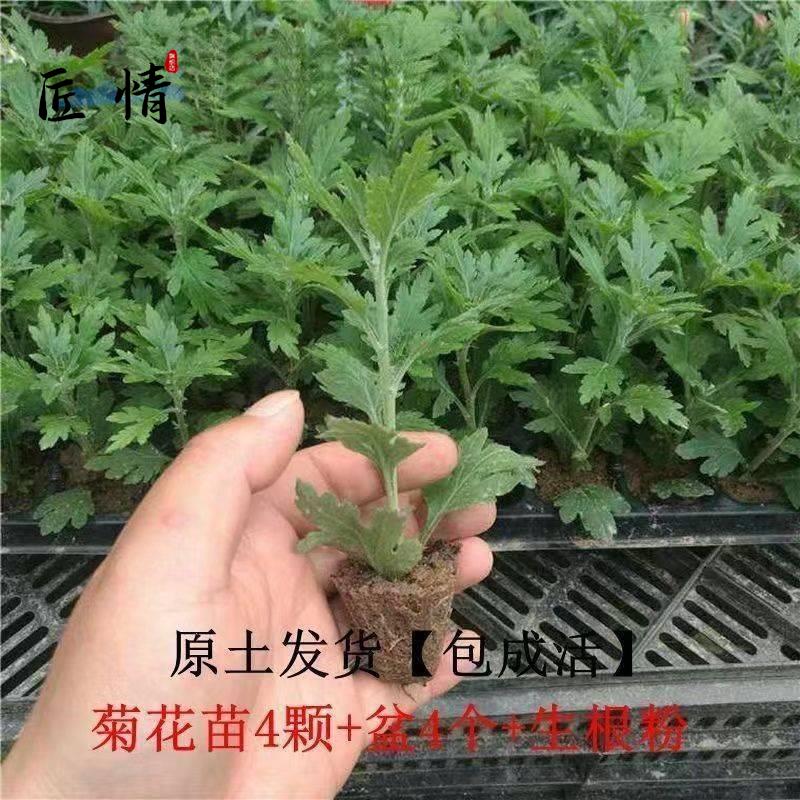 菊花苗四季开花千头菊九月大菊花大苗室内外庭院阳台盆栽地栽花卉-图0