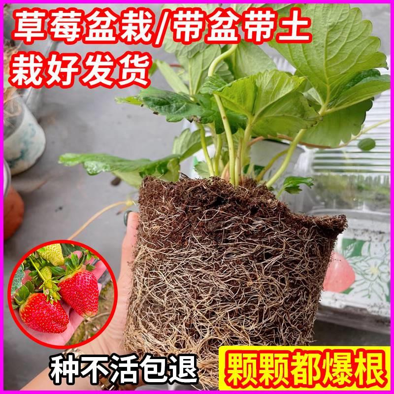 草莓苗盆栽带花带果带土四季奶油隋珠红颜白雪穴盘苗果苗种植秧苗 - 图0