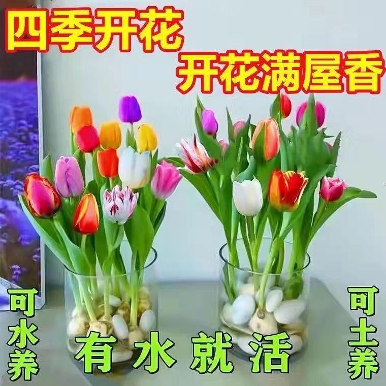 【48小时发货】【耐寒好养】水培四季郁金香盆栽花卉植物客厅绿植 - 图0