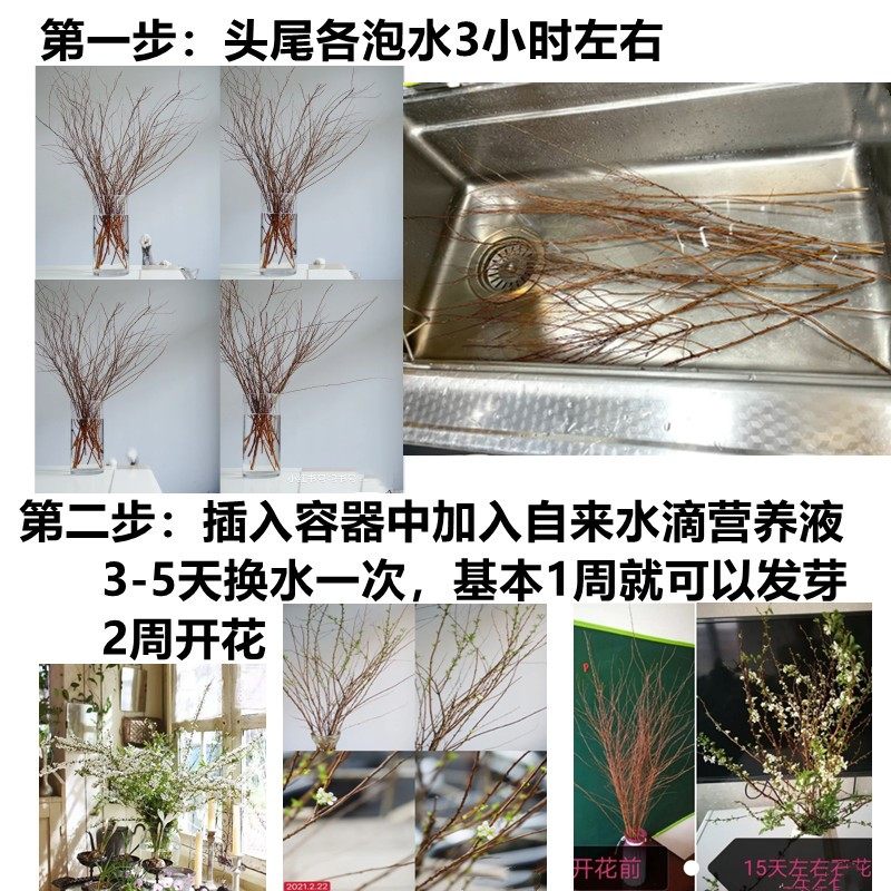 雪柳鲜枝干支枝盆栽喷雪花水培植物花卉室内插水开花树苗绿植龙柳_虎窝淘
