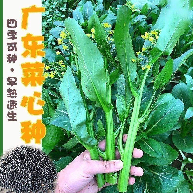 【20天采收】四季菜心种子四九甜菜心种子广东青菜籽盆栽蔬菜种子 - 图3