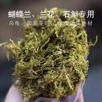 Water Moss Butterfly Lan Special Natural Dry Moss Green Tundra Quality Orchid Dendrobium Nutritional Native Turtle Hibernating Mat