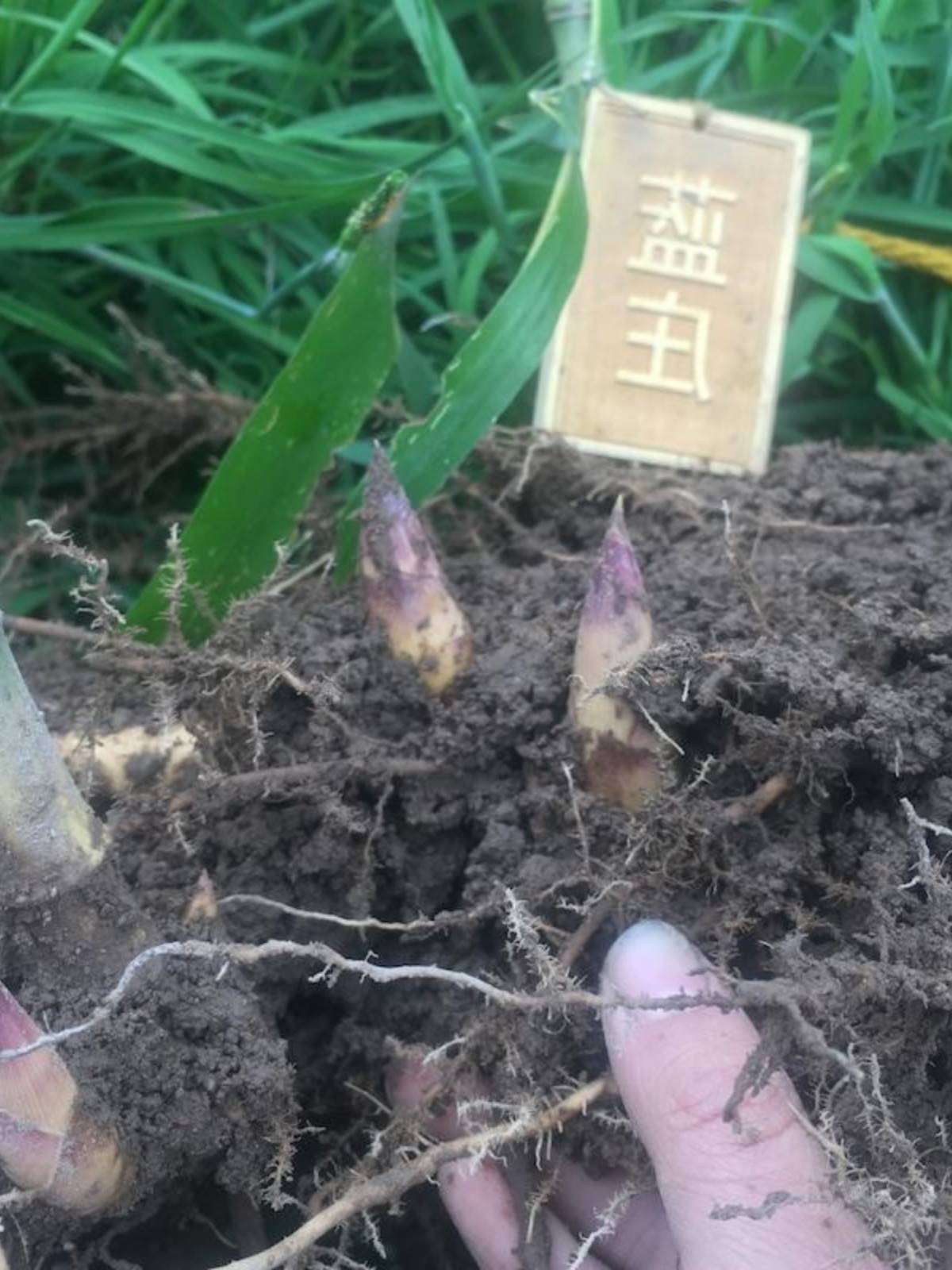 雷竹苗种雷公竹早园竹水竹花竹黄杆竹毛竹楠竹子根鞭芽食用笋竹苗 - 图0