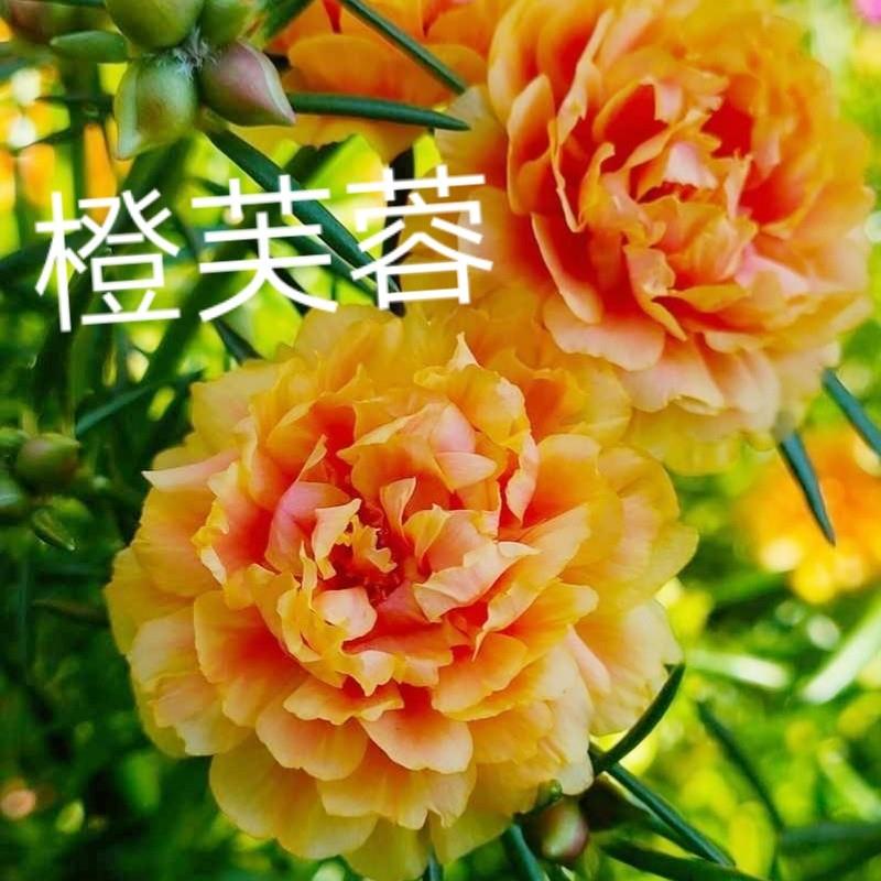 带花苞发货】泰国进口新品种重瓣太阳花花苗宿根花卉四季开花阳台 - 图2