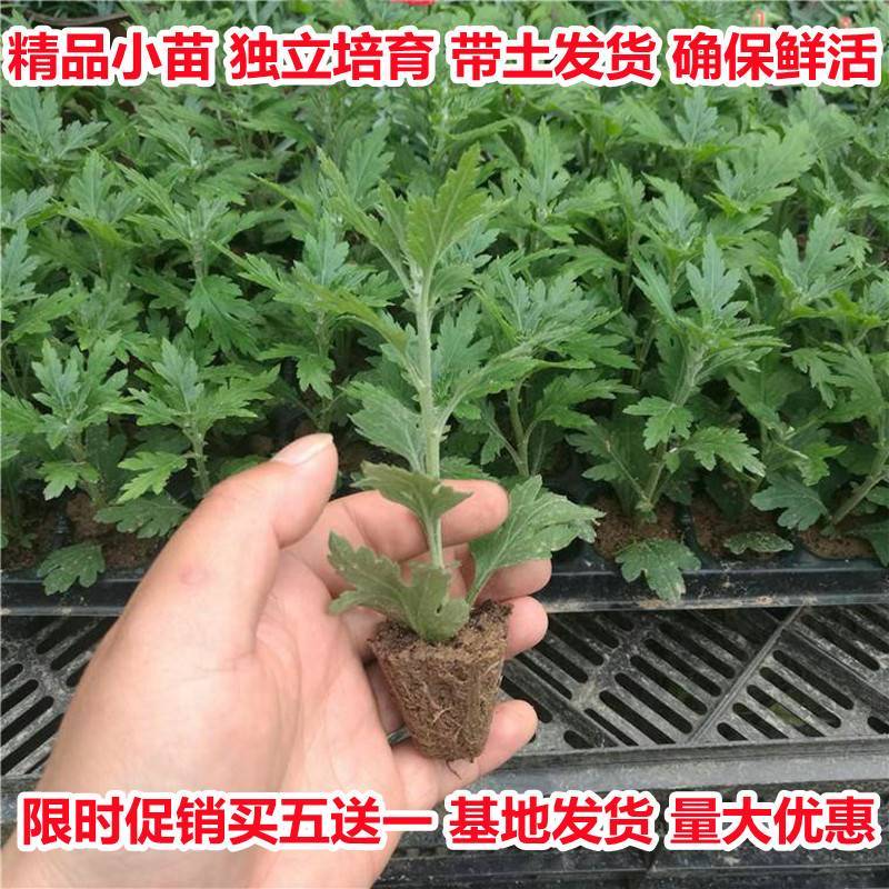 菊花苗当年开花四季菊大花型秋菊小苗千头菊苗室内外庭院花卉绿植 - 图1