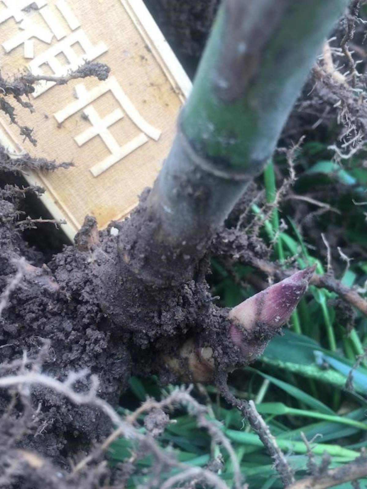 雷竹苗种雷公竹早园竹水竹花竹黄杆竹毛竹楠竹子根鞭芽食用笋竹苗 - 图1