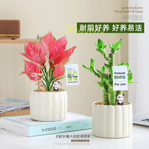 钱串子小盆栽花卉室内桌面招财摆件办公室绿植好养多肉植物耐旱 - 图2