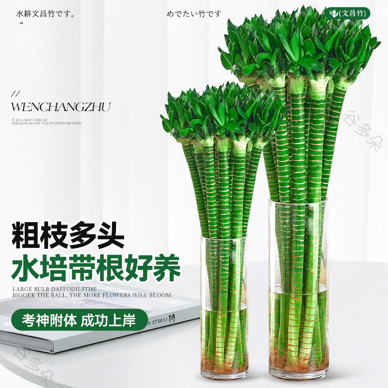 水培文昌竹4枝龙竹金榜题名富贵竹步步高室内招财桌面旺运绿植物 - 图1