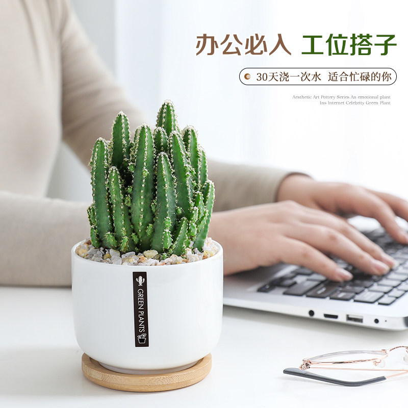 仙人球小盆栽植物室内客厅办公室好养活四季常青桌面绿植清新空气,淘宝优惠券,粉丝福利购,淘宝优惠卷