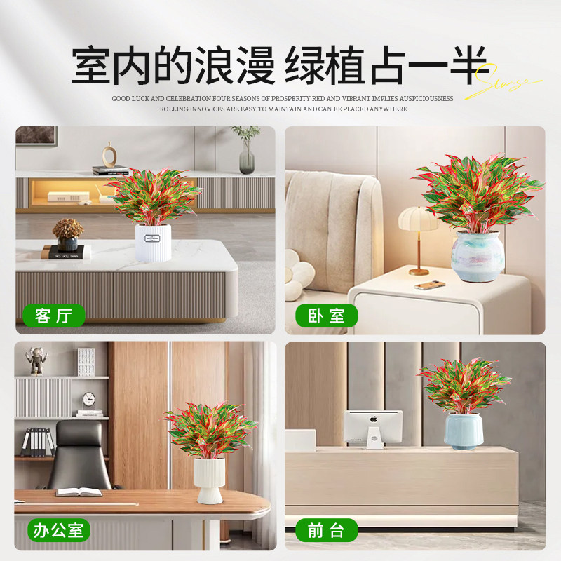 大盆万年红盆栽吉利红如意皇后绿植室内四季好养易活喜庆花卉植物