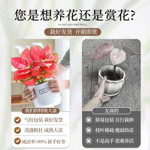 特级吉利红如意皇后绿植物室内桌面花卉小盆栽四季红火高颜好养活 - 图1