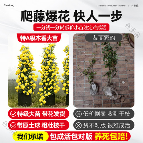 特大黄木香重瓣花树苗爬藤植物阳台庭院攀援花卉盆栽蔷薇四季常青 - 图0