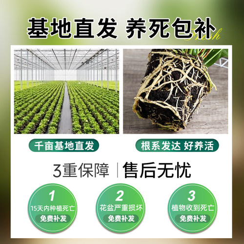 特级红掌盆栽一帆风顺白掌花卉植物室内好养绿植鸿运当头多季开花 - 图2