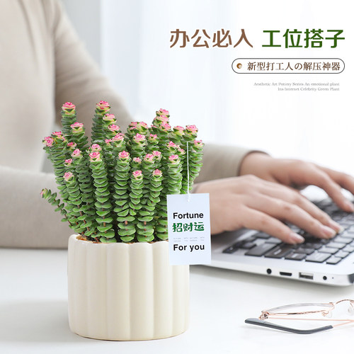 钱串子小盆栽花卉室内桌面招财摆件办公室绿植好养多肉植物耐旱 - 图1