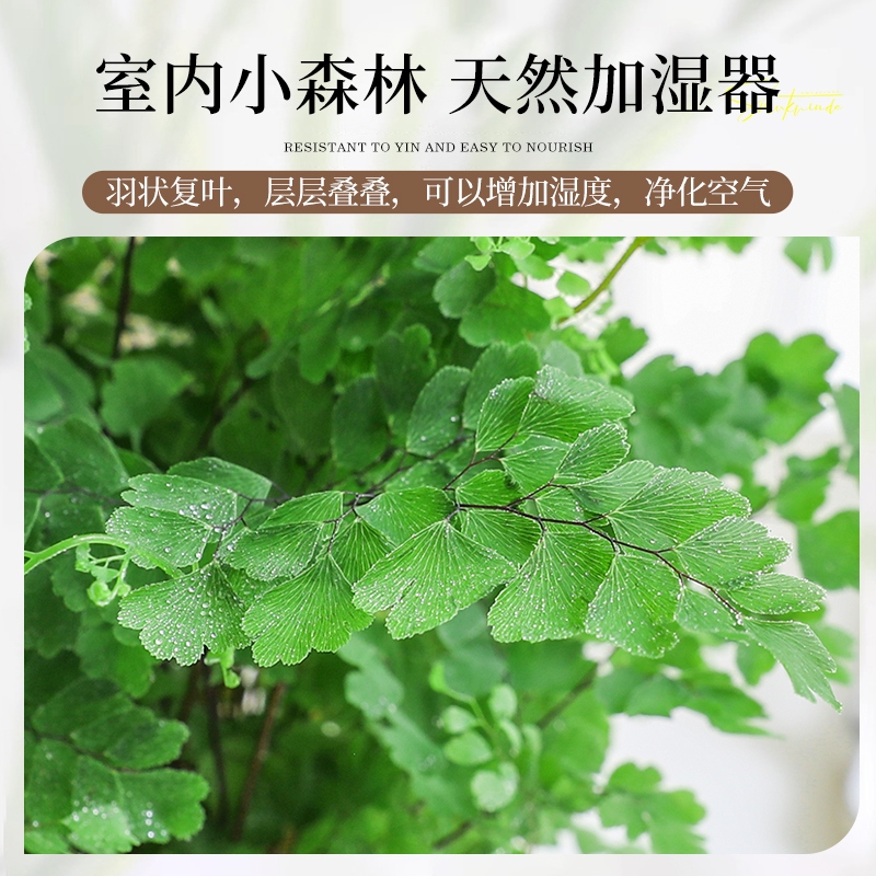 铁线蕨盆栽绿植客厅阳台四季常青室内外密叶好养易活耐阴蕨类植物 - 图2