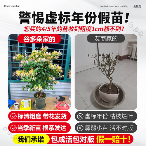 金银花树苗盆栽带花可观赏食用爬藤老桩阳台庭院四季常青绿植花卉 - 图0