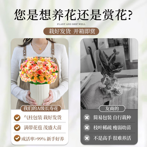 变色龙长寿花盆栽重瓣大花室内四季常青带花苞花苗易活花卉绿植物 - 图1