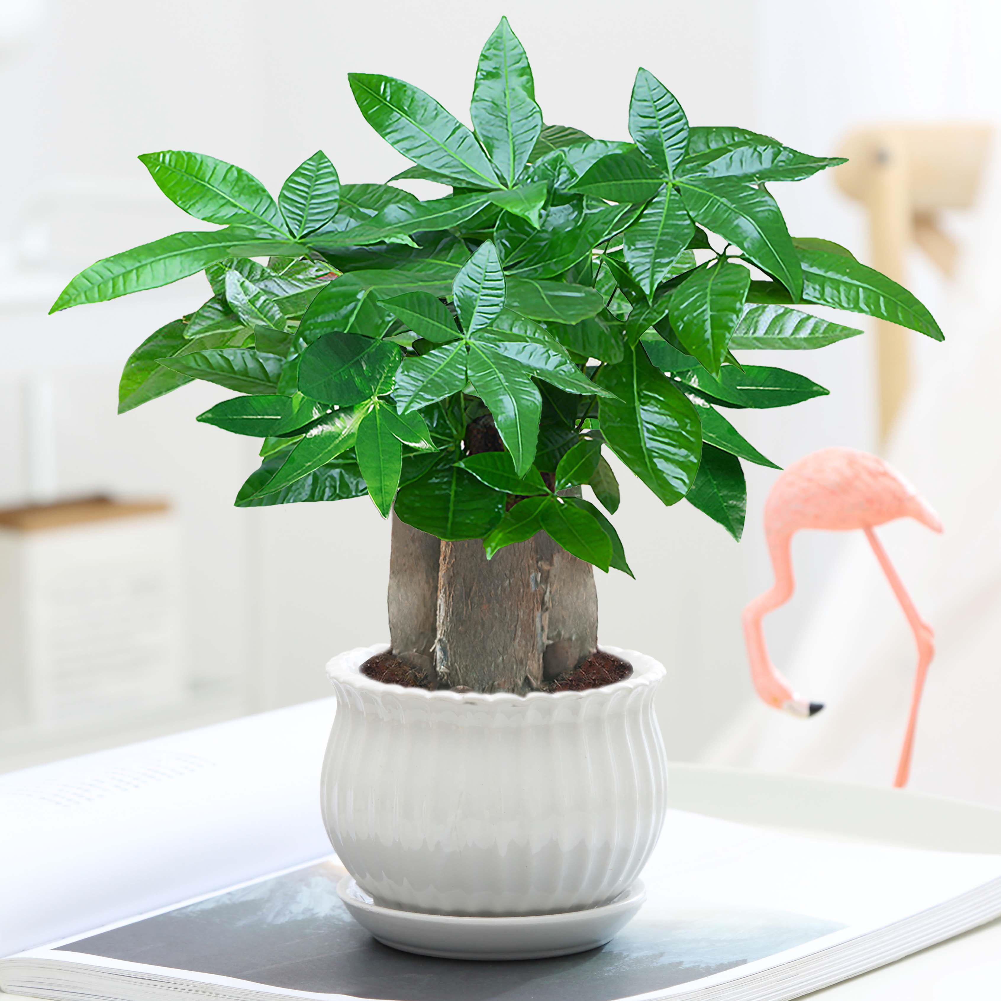 发财树盆栽植物室内客厅绿植小盆景四季常青办公室好养小盆栽花卉