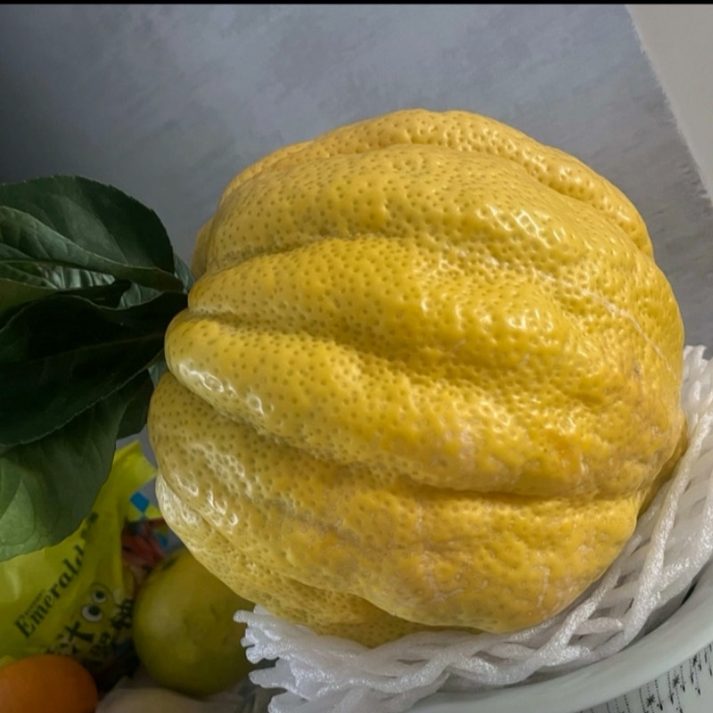 云南香橼新鲜绿植香橼果佛手柑现摘清供观赏闻香天然香薰自然清香,淘宝优惠券,粉丝福利购,淘宝优惠卷