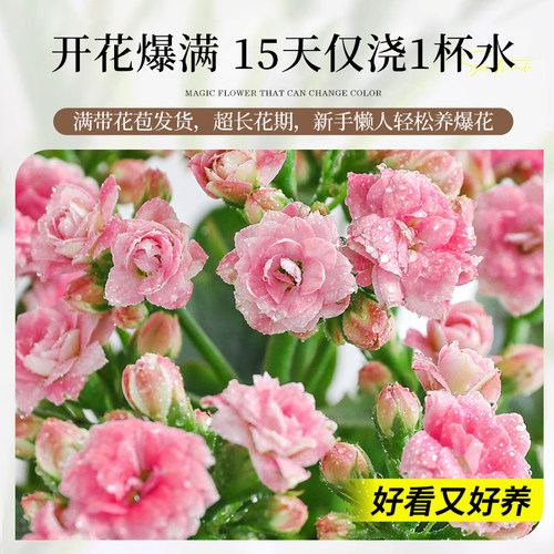 粉色长寿花盆栽大花鲜花四季好养活开花室内花卉带花苞绿植物花苗 - 图2