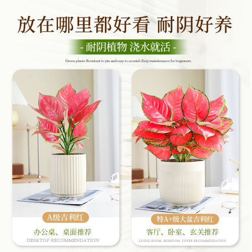 特级吉利红如意皇后绿植物室内桌面花卉小盆栽四季红火高颜好养活 - 图0