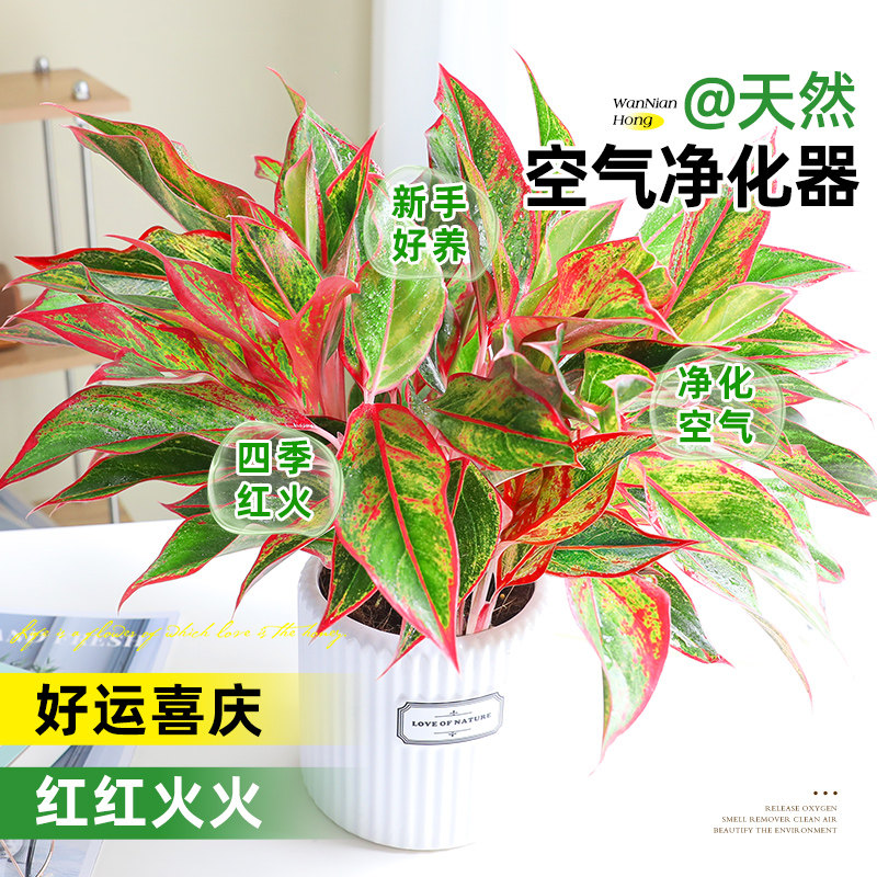 大盆万年红盆栽吉利红如意皇后绿植室内四季好养易活喜庆花卉植物