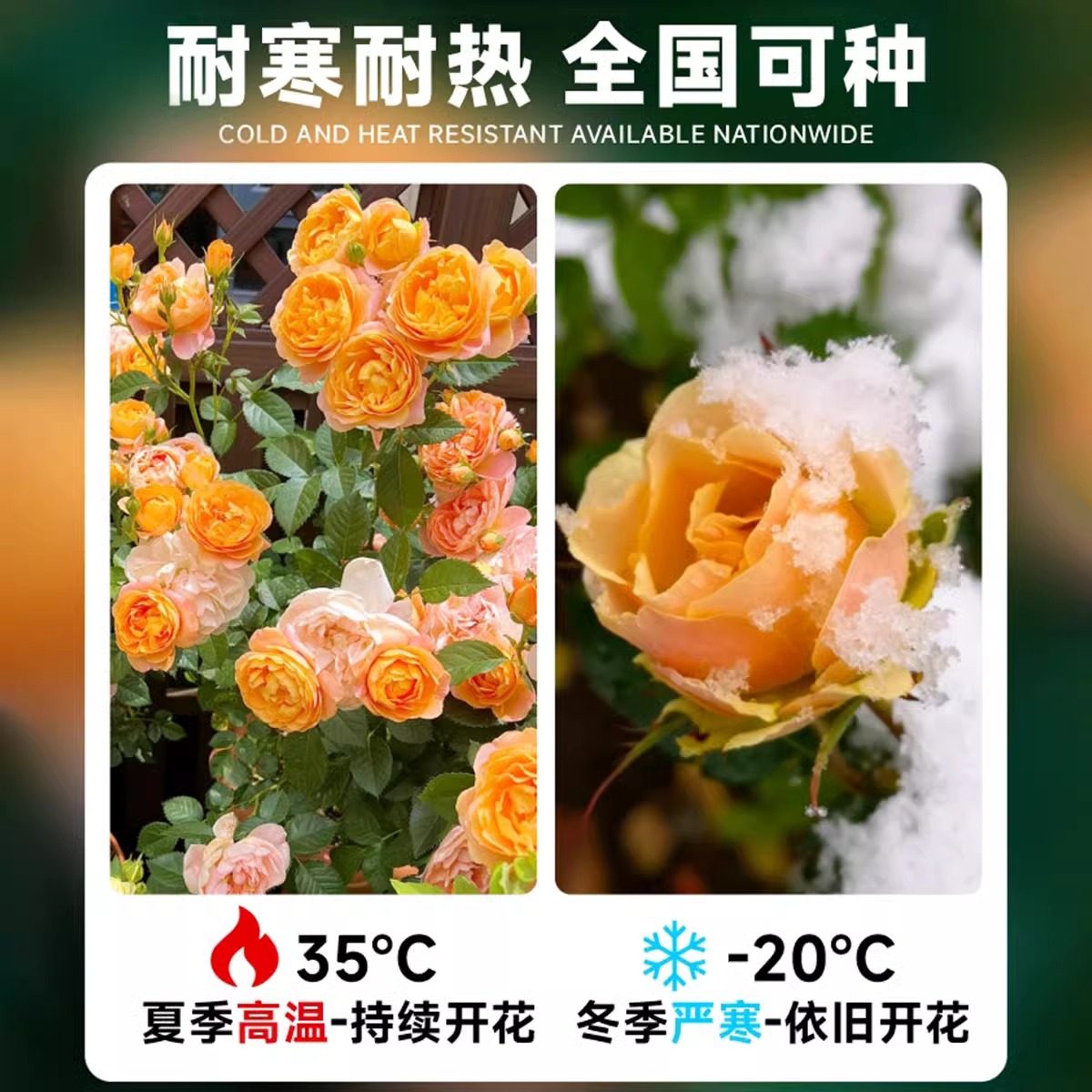 果汁阳台月季花苗灌木大花盆栽多头玫瑰花苗室内红果汁阳台棒棒糖,淘宝优惠券,粉丝福利购,淘宝优惠卷