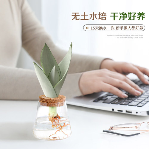 水培白玉虎皮兰绿植办公室花卉室内桌面小盆栽摆件好养活四季常青 - 图1