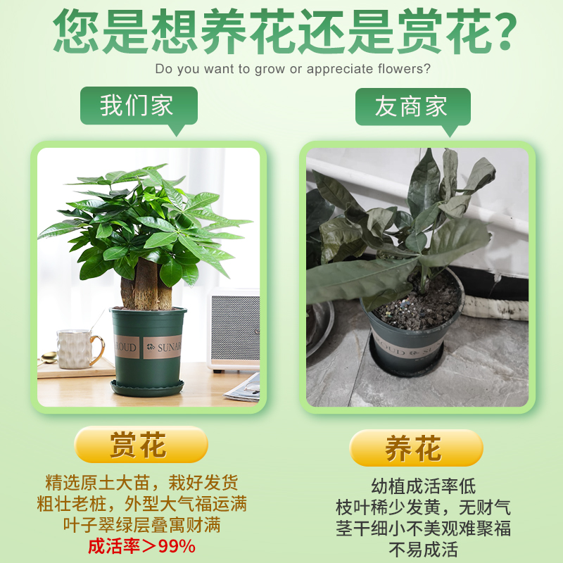 三杆发财树盆栽好养易活室内植物办公室招财树客厅绿植小盆景花卉-图1