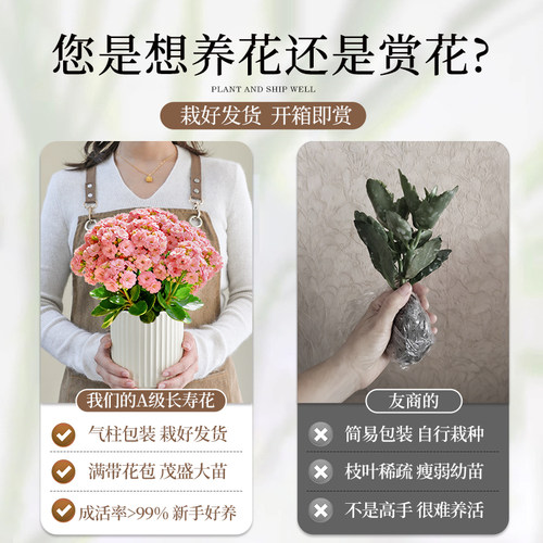 粉色长寿花盆栽大花鲜花四季好养活开花室内花卉带花苞绿植物花苗 - 图1