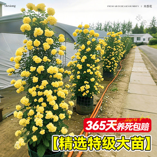 特大黄木香重瓣花树苗爬藤植物阳台庭院攀援花卉盆栽蔷薇四季常青 - 图1