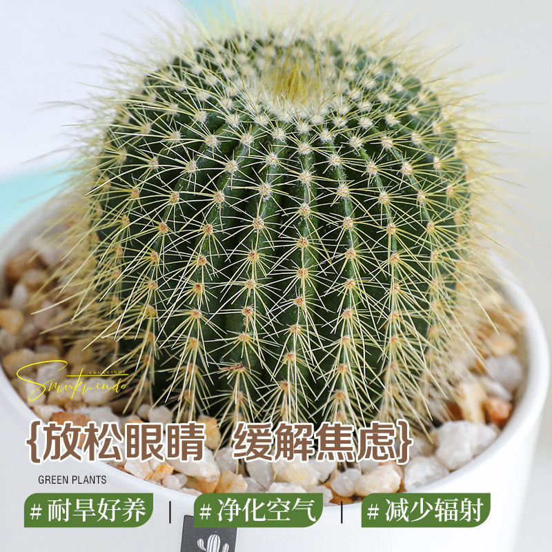 仙人球小盆栽植物室内客厅办公室好养活四季常青桌面绿植清新空气,淘宝优惠券,粉丝福利购,淘宝优惠卷