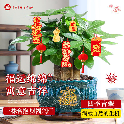 发财树盆栽室内客厅绿植花卉旺宅办公桌面招财好养暴富中式小盆景 - 图0