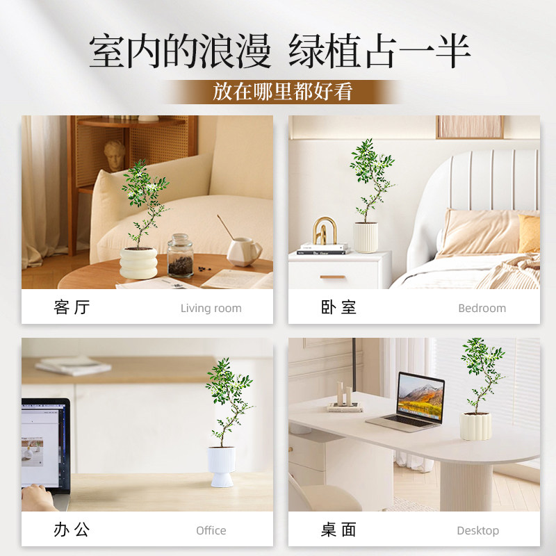 美人九里香盆栽办公室内桌面花卉绿植四季植物好养活老桩造型盆景,淘宝优惠券,粉丝福利购,淘宝优惠卷