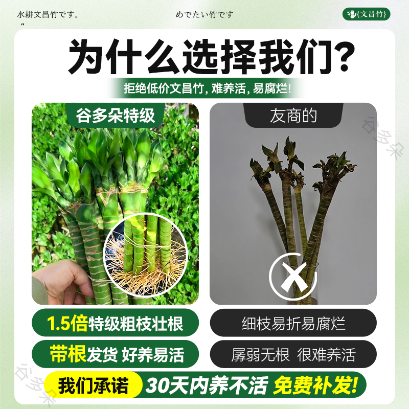 水培文昌竹4枝龙竹金榜题名富贵竹步步高室内招财桌面旺运绿植物 - 图0