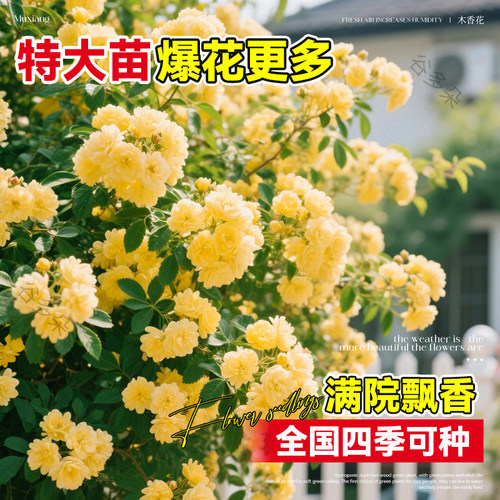 特大黄木香重瓣花树苗爬藤植物阳台庭院攀援花卉盆栽蔷薇四季常青 - 图2