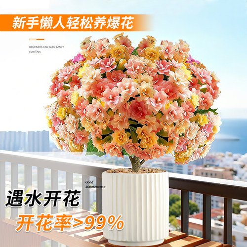 变色龙长寿花盆栽多彩花卉重瓣带花苞四季常青好养室内外阳台绿植 - 图1