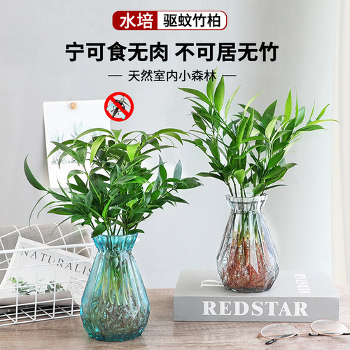 水培驱蚊竹柏植物室内水养绿植花卉盆栽办公室桌面四季常青好养活 - 图3