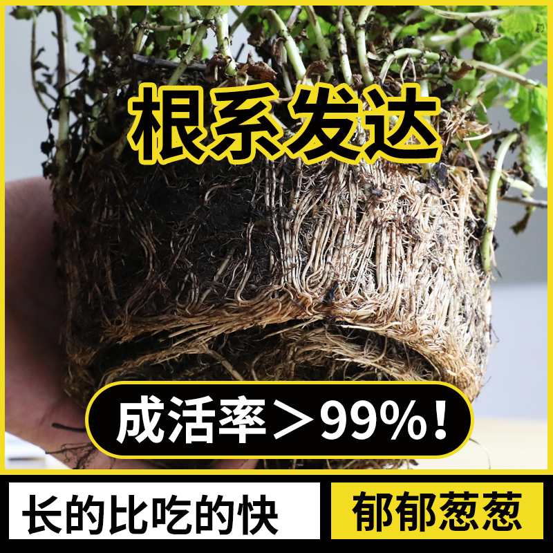 大盆薄荷盆栽可食用大苗室内驱蚊绿植迷迭香四季香草植物猫薄荷叶