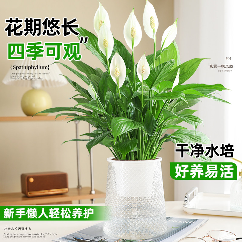 一帆风顺白掌盆栽办公室内绿植红掌花卉水培植物四季易活好养常绿